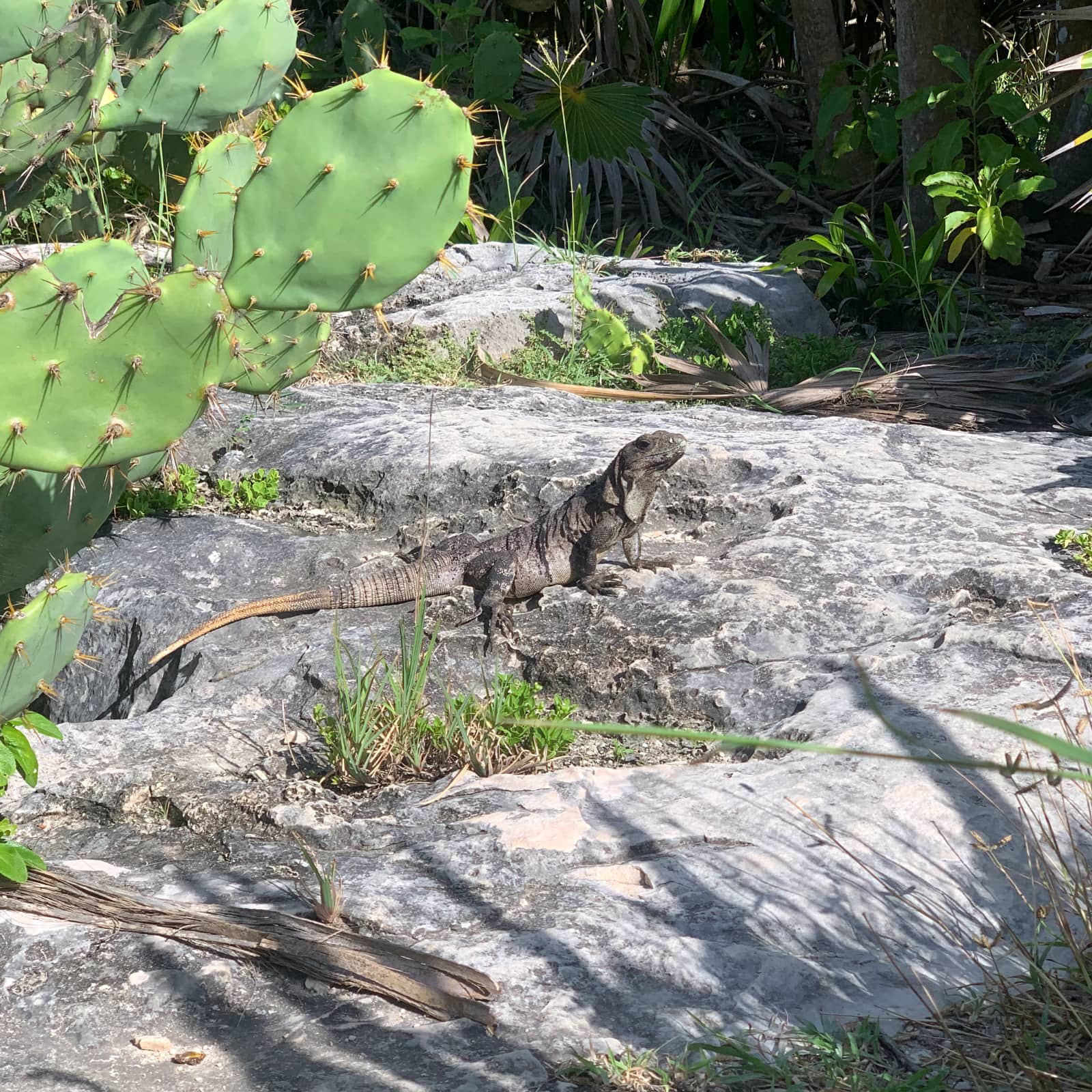 Large, grey iguana sitting on rock enjoying morning sun