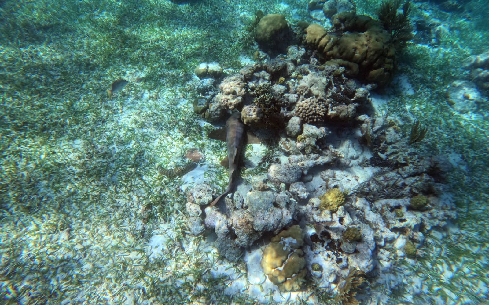 Grey nurse shark sitting stationary amongst the colourful coral reef