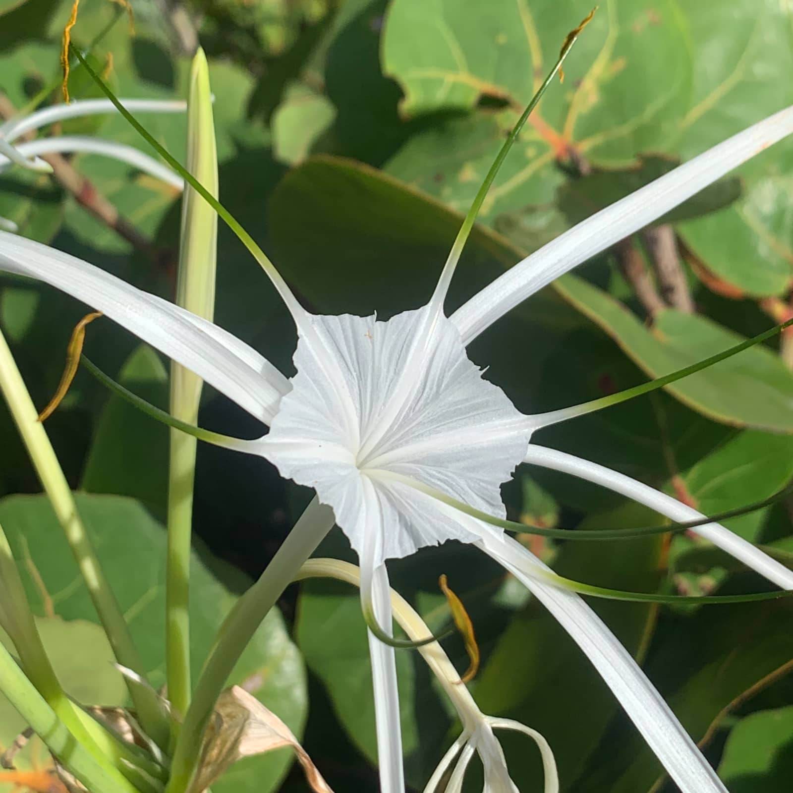 White, six sided flower with various length pedals protruding from the center