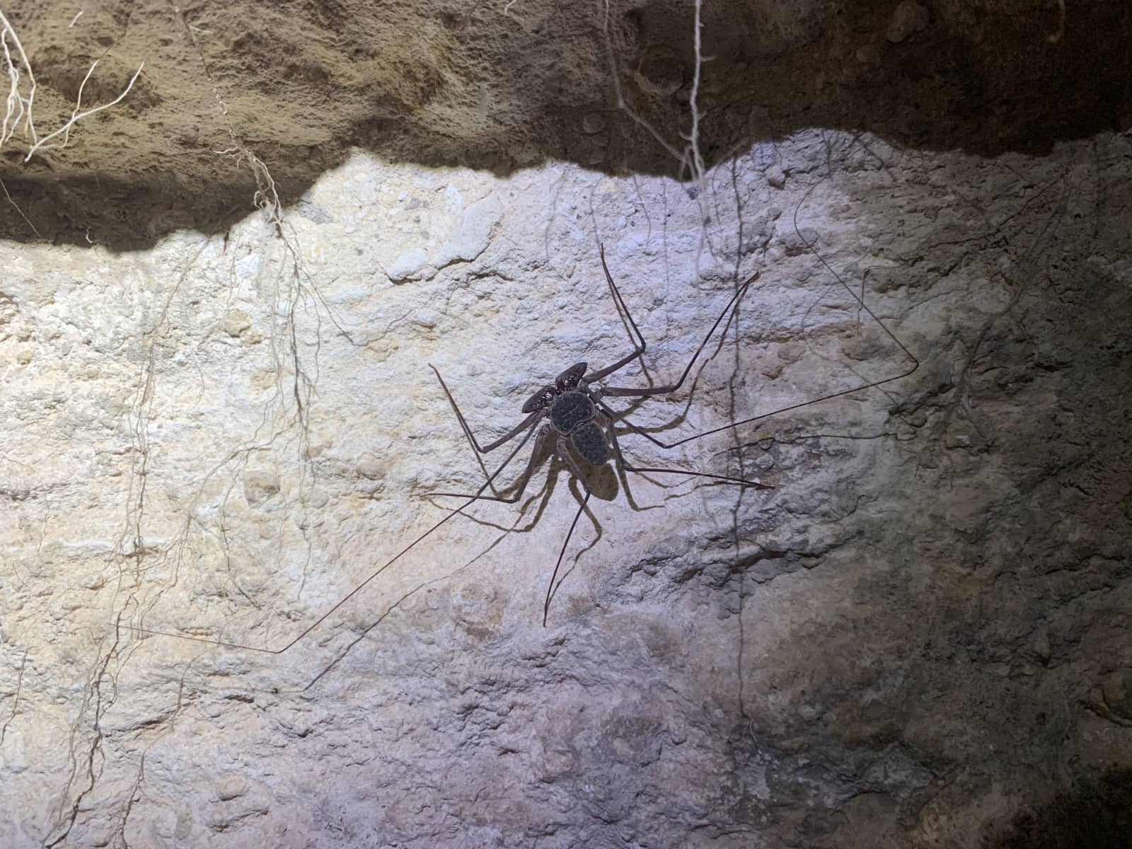 Large, dark grey spider perched on off white rock face in poorly lit tunnel